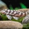 Harnischwels L 450, Hypancistrus Sp. "Santarem" -Heimtierbedarf L 450 Hypancistrus spec Santarem 3