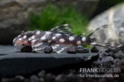 Mini Snowball Pleco, L471, Hypancistrus Sp. "Dwarf" 5 Mini Snowball Pleco, L471, Hypancistrus Sp. "Dwarf" -Heimtierbedarf L 471 Hypancistrus sp 6