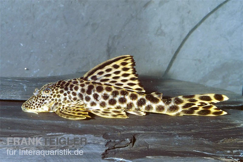 Leopard-Trugschilderwels, L 75, Ancistomus Cf. Sabaji, 4-8 Cm 3 Leopard-Trugschilderwels, L 75, Ancistomus Cf. Sabaji, 4-8 Cm