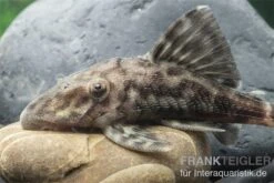 Weißschwanz-Panaque, L90, Panaque Sp. -Heimtierbedarf L 90 Panaque spec