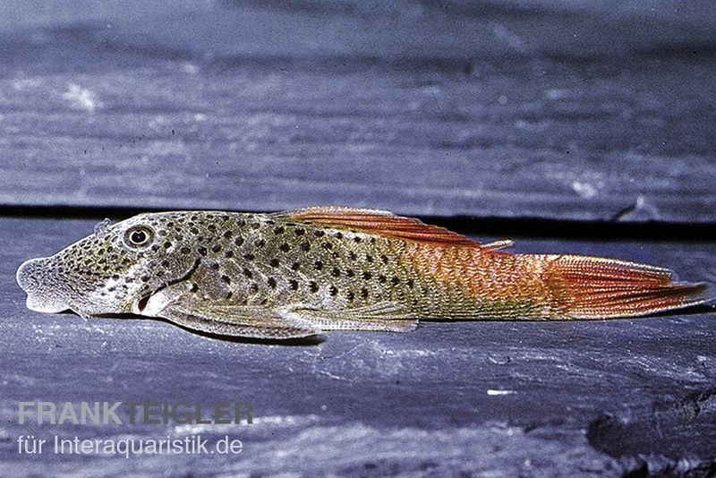 Rotflossen-Gebirgsharnischwels, L276, Chaetsotoma Lineopunctatum 3 Rotflossen-Gebirgsharnischwels, L276, Chaetsotoma Lineopunctatum