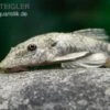 LDA 25 Pitbull Pleco, Parotocinclus Jumbo -Heimtierbedarf LDA 25 Pitbull Pleco Parotocinclus jumbo 1