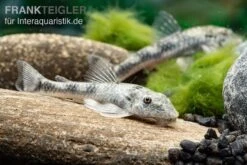 LDA 25 Pitbull Pleco, Parotocinclus Jumbo -Heimtierbedarf LDA 25 Pitbull Pleco Parotocinclus jumbo 3