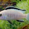Weißer Labidochromis, Labidochromis Caeruleus White -Heimtierbedarf Labidochromis caeruleus White