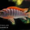 Labidochromis Hongi "Red Top Schweden", Extra Rot, DNZ -Heimtierbedarf Labidochromis hongi schweden Labidochromis hongi RE