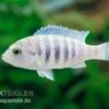 Labidochromis Spec. CHISUMULAE MBWECA THUMBI, DNZ -Heimtierbedarf Labidochromis spec CHISUMULAE MBWECA THUMBI