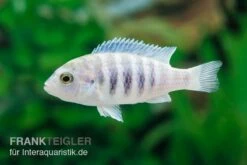 Labidochromis Spec. CHISUMULAE MBWECA THUMBI, DNZ
