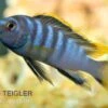 Labidochromis Spec. MBAMBA BAY, DNZ -Heimtierbedarf Labidochromis spec Mbamba Bay