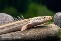 Lapradei-Flösselhecht, Polypterus Lapradei, 20-30 Cm -Heimtierbedarf Lapradei Floesselhecht Polypterus lapradei 2