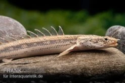 Lapradei-Flösselhecht, Polypterus Lapradei, 20-30 Cm -Heimtierbedarf Lapradei Floesselhecht Polypterus lapradei 4