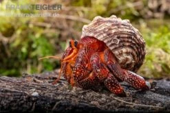 Lava-Landeinsiedlerkrebs, Coenobita Sp. Lava (Größe XL) 7 Lava-Landeinsiedlerkrebs, Coenobita Sp. Lava (Größe XL) -Heimtierbedarf Lava Landeinsiedlerkrebs Coenobita sp Lava 3