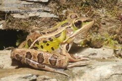 Leopardfrosch, Rana Pipiens -Heimtierbedarf Leopardfrosch Rana pipiens 1