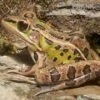 Leopardfrosch, Rana Pipiens -Heimtierbedarf Leopardfrosch Rana pipiens 2