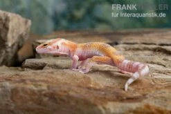 Leopardgecko, Eublepharis Macularius, APTOR -Heimtierbedarf Leopardgecko Eublepharis macularius Aptor 1