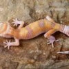 Leopardgecko, Eublepharis Macularius, APTOR -Heimtierbedarf Leopardgecko Eublepharis macularius Aptor