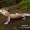 Leopardgecko, Eublepharis Macularius, BELL ALBINO -Heimtierbedarf Leopardgecko Eublepharis macularius Bell Albino 9
