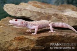 Leopardgecko, Eublepharis Macularius, BELL ALBINO ENIGMA -Heimtierbedarf Leopardgecko Eublepharis macularius Bell Albino Enigma 12