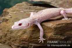 Leopardgecko, Eublepharis Macularius, BELL ALBINO ENIGMA -Heimtierbedarf Leopardgecko Eublepharis macularius Bell Albino Enigma 14