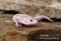 Leopardgecko, Eublepharis Macularius, BELL ALBINO ENIGMA -Heimtierbedarf Leopardgecko Eublepharis macularius Bell Albino Enigma 2