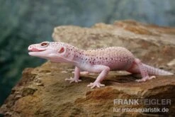 Leopardgecko, Eublepharis Macularius, BELL ALBINO ENIGMA -Heimtierbedarf Leopardgecko Eublepharis macularius Bell Albino Enigma 22