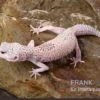 Leopardgecko, Eublepharis Macularius, BELL ALBINO ENIGMA 2 Leopardgecko, Eublepharis Macularius, BELL ALBINO ENIGMA -Heimtierbedarf Leopardgecko Eublepharis macularius Bell Albino Enigma 24
