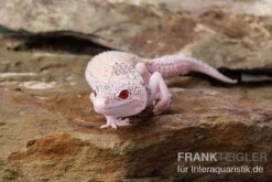 Leopardgecko, Eublepharis Macularius, BELL ALBINO ENIGMA -Heimtierbedarf Leopardgecko Eublepharis macularius Bell Albino Enigma 4