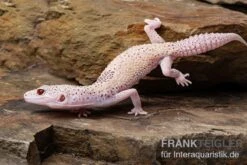 Leopardgecko, Eublepharis Macularius, BELL ALBINO ENIGMA -Heimtierbedarf Leopardgecko Eublepharis macularius Bell Albino Enigma 6