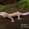 Leopardgecko, Eublepharis Macularius, BELL ALBINO MACK SNOW -Heimtierbedarf Leopardgecko Eublepharis macularius Bell Albino Mack Snow 10