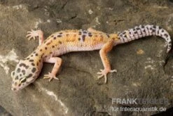 Leopardgecko, Eublepharis Macularius, ENIGMA -Heimtierbedarf Leopardgecko Eublepharis macularius Enigma 1