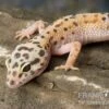 Leopardgecko, Eublepharis Macularius, ENIGMA 1 Leopardgecko, Eublepharis Macularius, ENIGMA -Heimtierbedarf Leopardgecko Eublepharis macularius Enigma 2