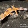 Leopardgecko, Eublepharis Macularius, HIGH YELLOW -Heimtierbedarf Leopardgecko Eublepharis macularius High Yellow2