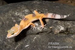 Leopardgecko, Eublepharis Macularius, HIGH YELLOW -Heimtierbedarf Leopardgecko Eublepharis macularius High Yellow2 1