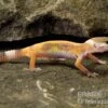 Leopardgecko, Eublepharis Macularius, JUNGLE 2 Leopardgecko, Eublepharis Macularius, JUNGLE -Heimtierbedarf Leopardgecko Eublepharis macularius Jungle1