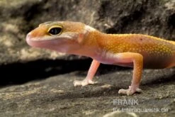 Leopardgecko, Eublepharis Macularius, JUNGLE -Heimtierbedarf Leopardgecko Eublepharis macularius Jungle2