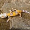 Leopardgecko, Eublepharis Macularius, LEMON FROST 1 Leopardgecko, Eublepharis Macularius, LEMON FROST -Heimtierbedarf Leopardgecko Eublepharis macularius Lemon Frost