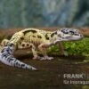 Leopardgecko, Eublepharis Macularius, LEMON FROST MACK SNOW 2 Leopardgecko, Eublepharis Macularius, LEMON FROST MACK SNOW -Heimtierbedarf Leopardgecko Eublepharis macularius Lemon Frost Mack Snow 13