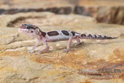 Leopardgecko, Eublepharis Macularius, MACK SNOW -Heimtierbedarf Leopardgecko Eublepharis macularius Mack Snow 14