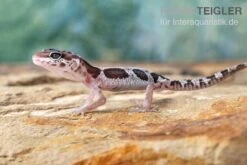 Leopardgecko, Eublepharis Macularius, MACK SNOW -Heimtierbedarf Leopardgecko Eublepharis macularius Mack Snow 2
