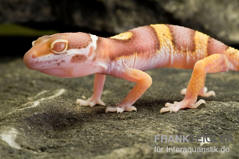 Leopardgecko, Eublepharis Macularius, PASTEL TREMPER ALBINO 4 Leopardgecko, Eublepharis Macularius, PASTEL TREMPER ALBINO – Bild 2