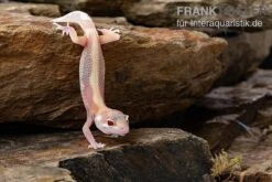 Leopardgecko, Eublepharis Macularius, STRIPE TREMPER ALBINO ECLIPSE -Heimtierbedarf Leopardgecko Eublepharis macularius Stripe Tremper Albino Eclipse 11
