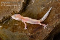 Leopardgecko, Eublepharis Macularius, STRIPE TREMPER ALBINO ECLIPSE -Heimtierbedarf Leopardgecko Eublepharis macularius Stripe Tremper Albino Eclipse 12