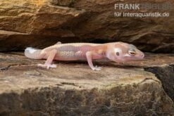 Leopardgecko, Eublepharis Macularius, STRIPE TREMPER ALBINO ECLIPSE -Heimtierbedarf Leopardgecko Eublepharis macularius Stripe Tremper Albino Eclipse 2