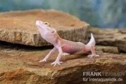 Leopardgecko, Eublepharis Macularius, STRIPE TREMPER ALBINO ECLIPSE -Heimtierbedarf Leopardgecko Eublepharis macularius Stripe Tremper Albino Eclipse 4