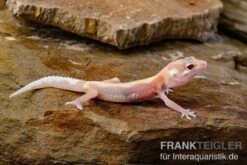 Leopardgecko, Eublepharis Macularius, STRIPE TREMPER ALBINO ECLIPSE -Heimtierbedarf Leopardgecko Eublepharis macularius Stripe Tremper Albino Eclipse 9