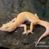 Leopardgecko, Eublepharis Macularius, SUNGLOW -Heimtierbedarf Leopardgecko Eublepharis macularius Sunglow 1