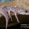 Leopardgecko, Eublepharis Macularius, SUPER MACK SNOW -Heimtierbedarf Leopardgecko Eublepharis macularius Super Mack Snow 16