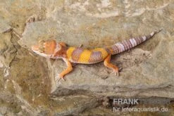 Leopardgecko, Eublepharis Macularius, TANGERINE -Heimtierbedarf Leopardgecko Eublepharis macularius Tangerine 1