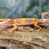 Leopardgecko, Eublepharis Macularius, TANGERINE -Heimtierbedarf Leopardgecko Eublepharis macularius Tangerine 4