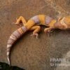 Leopardgecko, Eublepharis Macularius, TANGERINE BELL ALBINO -Heimtierbedarf Leopardgecko Eublepharis macularius Tangerine Bell Albino 6