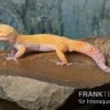 Leopardgecko, Eublepharis Macularius, TANGERINE ECLIPSE -Heimtierbedarf Leopardgecko Eublepharis macularius Tangerine Eclipse 11